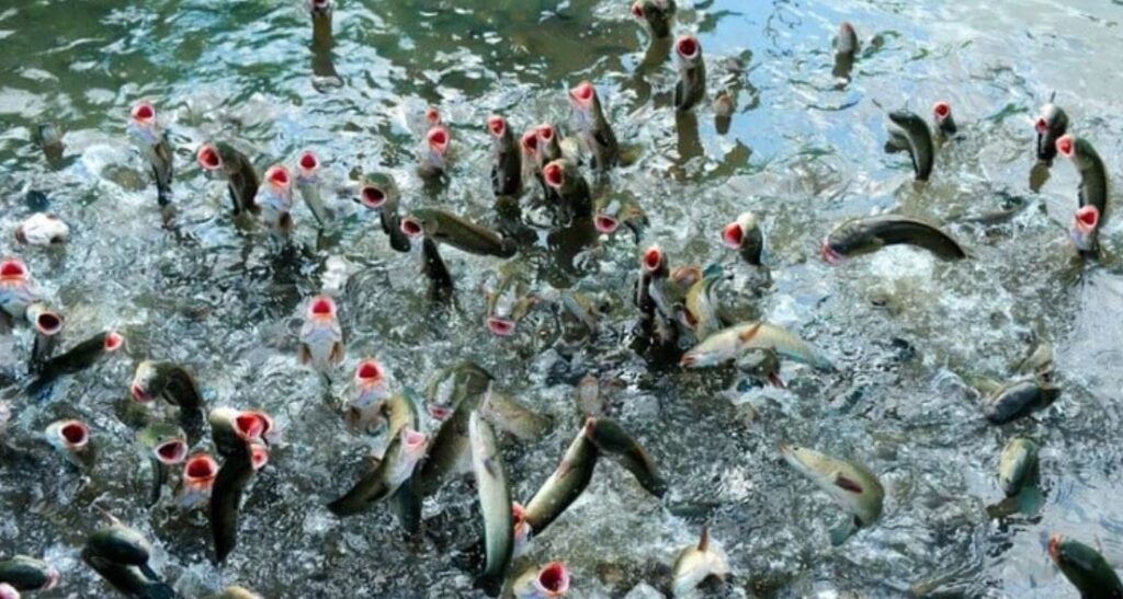 mơ thấy cá đánh con gì