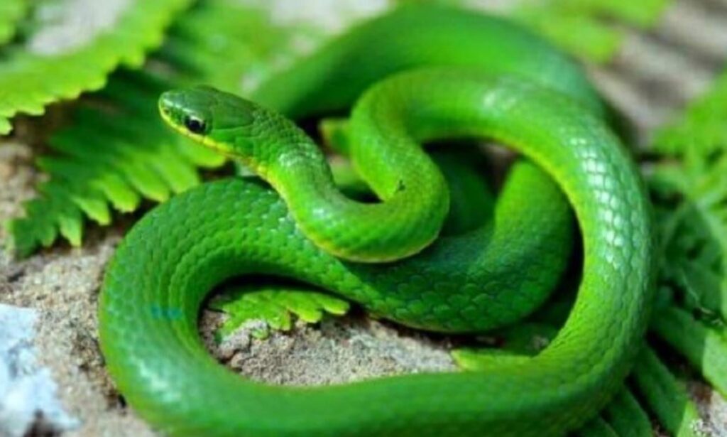 mơ thấy rắn xanh