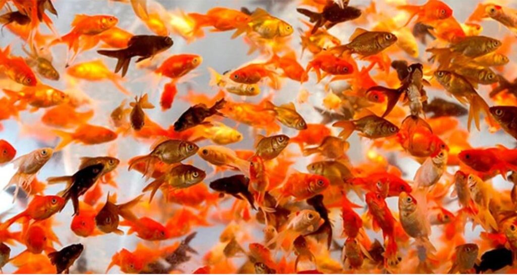 Minh nghiệm cược khi mơ thấy cá